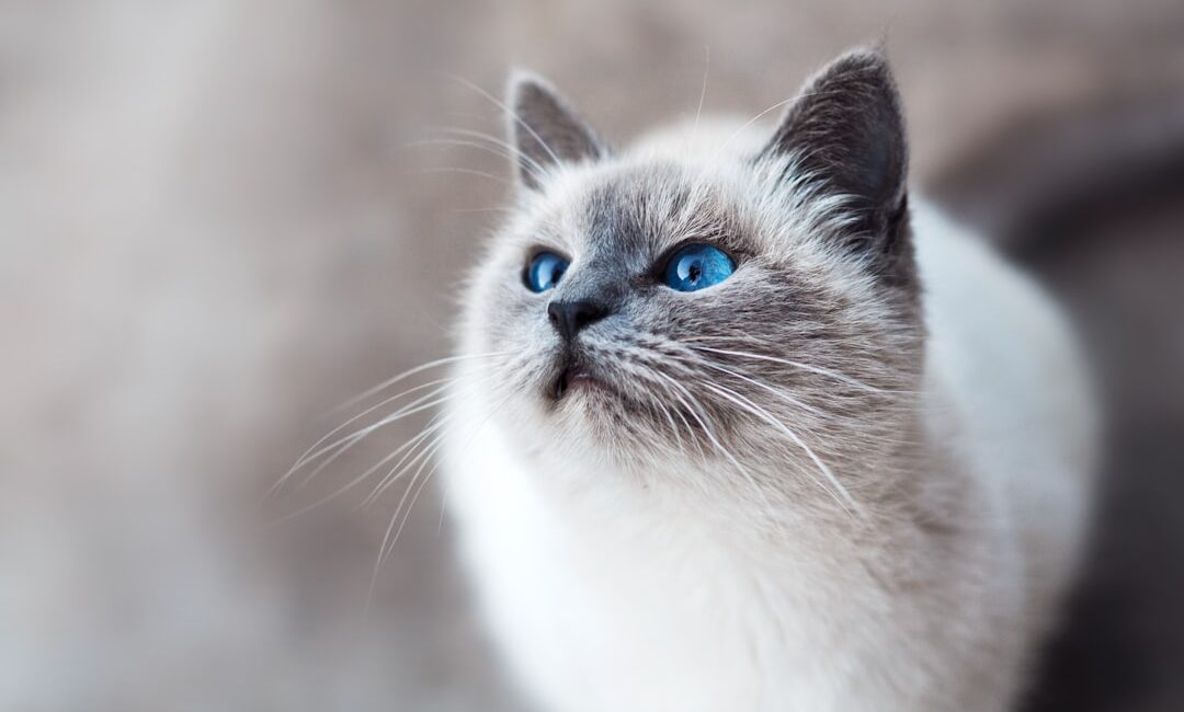 Feature image for Learn how often you need to take your cat to the vet.