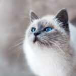 Feature image for Learn how often you need to take your cat to the vet.