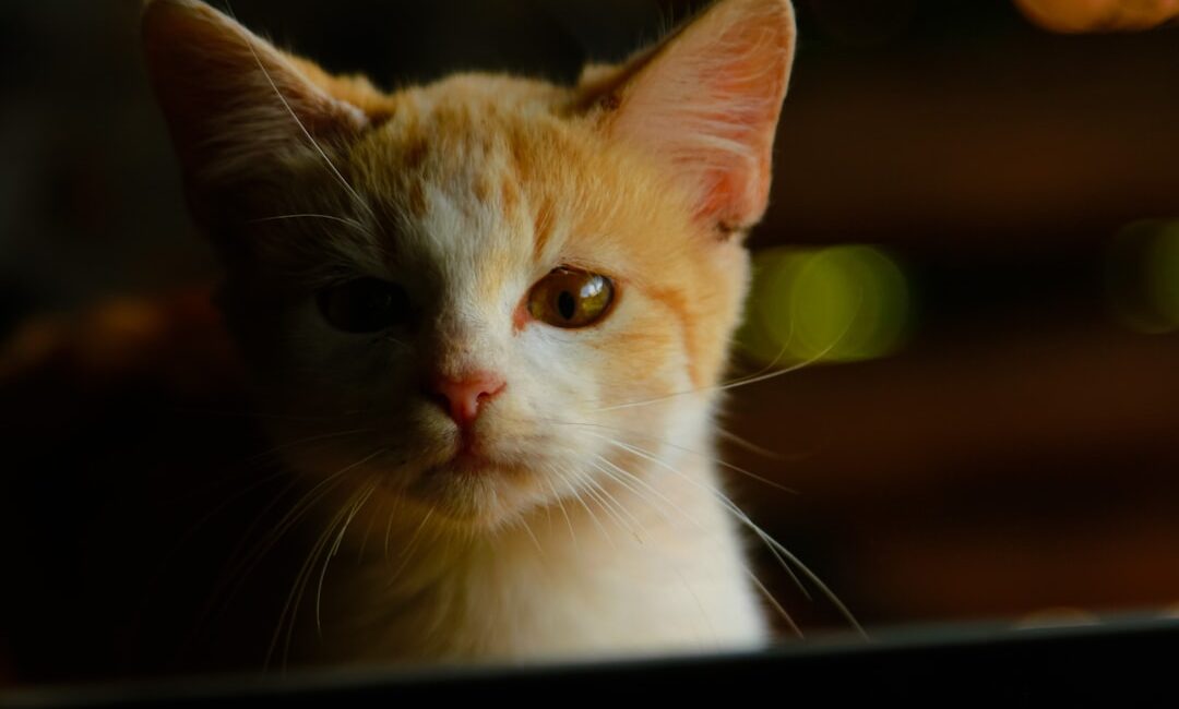 Feature image for Is Your Cat Okay? How to Know if Your Cat is in Pain