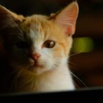 Feature image for Is Your Cat Okay? How to Know if Your Cat is in Pain