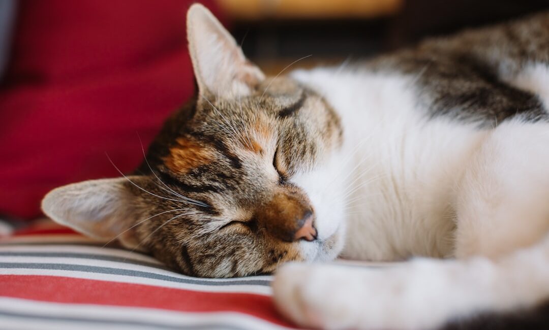 Feature image for When a cat sleeps on you, it means they trust you. Cats