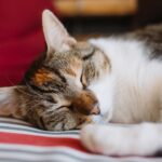 Feature image for When a cat sleeps on you, it means they trust you. Cats