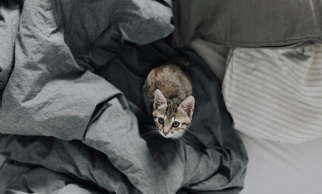 Feature image for Can domestic cats live outside safely at home
