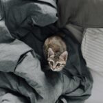 Feature image for Can domestic cats live outside safely at home