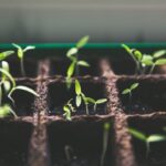 Feature image for Grow delicious green tomatoes right in your own backyard with ease.