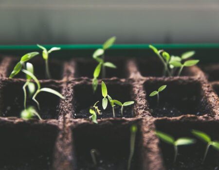 Feature image for Grow delicious green tomatoes right in your own backyard with ease.