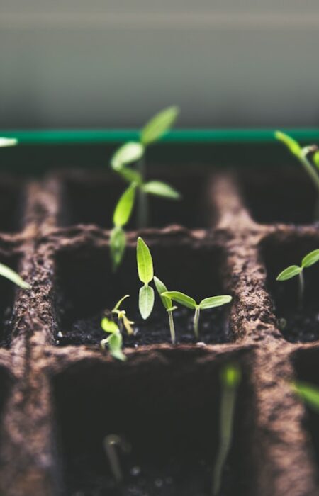 Feature image for Grow delicious green tomatoes right in your own backyard with ease.