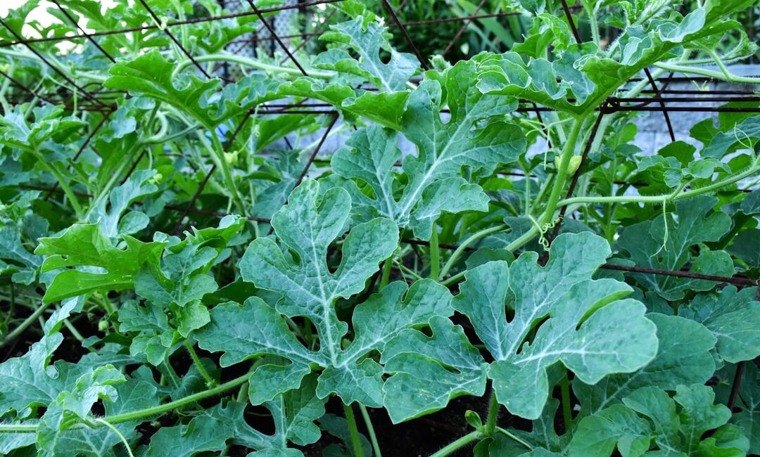 Feature image for Grow Organic Watermelon In The Own Garden Secret Tips