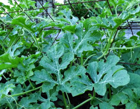 Feature image for Grow Organic Watermelon In The Own Garden Secret Tips