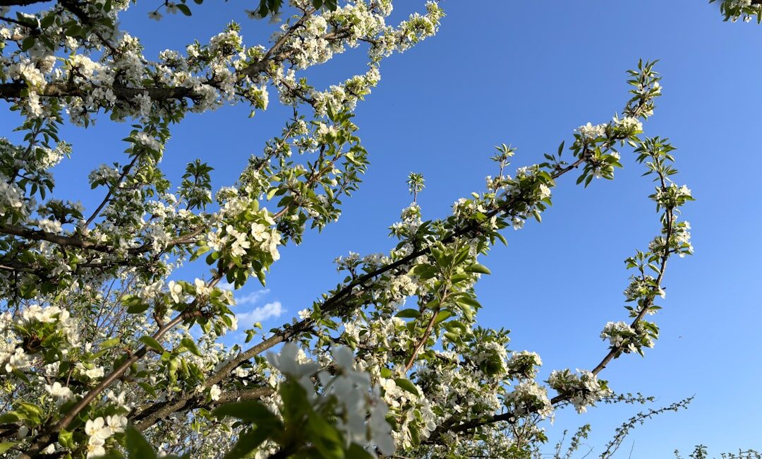 Feature image for How to Grow Organic Apricot in Own Garden Successfully at Home Naturally