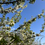 Feature image for How to Grow Organic Apricot in Own Garden Successfully at Home Naturally