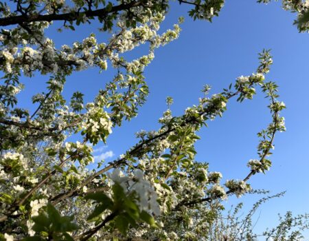 Feature image for How to Grow Organic Apricot in Own Garden Successfully at Home Naturally