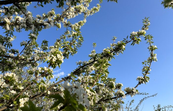 How to Grow Organic Apricot in Own Garden Successfully at Home Naturally Feature image for How to Grow Organic Apricot in Own Garden Successfully at Home Naturally