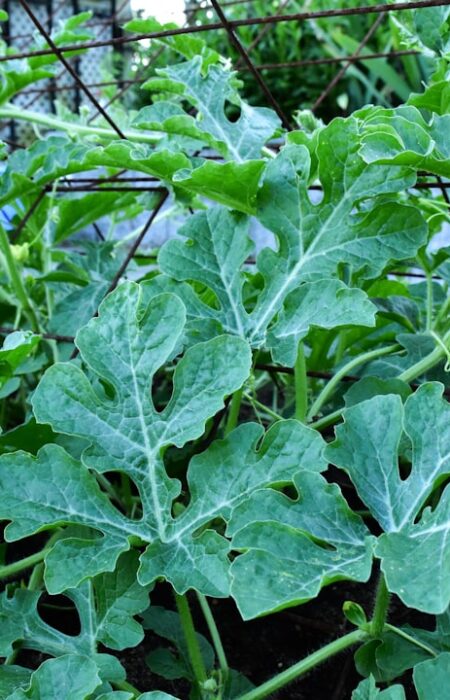 Feature image for Here is a blog post with the following title: Growing Watermelons from Seed to Sweetness: A Proven Guide