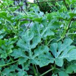Feature image for How to Grow Organic Watermelon in Your Own Garden Successfully