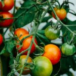 Feature image for Master How To Grow Tomatoes Easily At Home