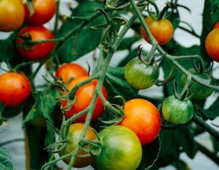 Feature image for Master How To Grow Tomatoes Easily At Home