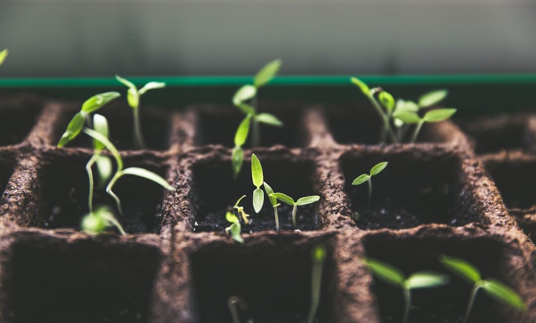 Feature image for Learn how to grow green tomatoes at home farm easily