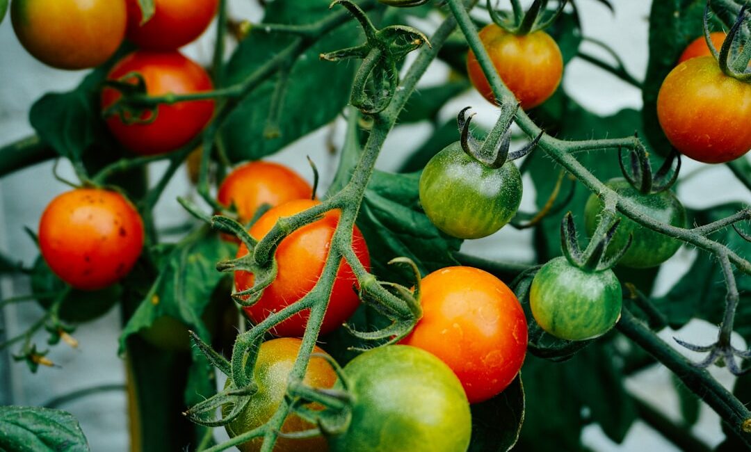 Feature image for Grow delicious tomatoes at home with a little practice. Start with good seeds and soil. Plant them outside when warm. Water and feed them regularly. Give them sunlight and support. Watch them grow into tasty fruits.