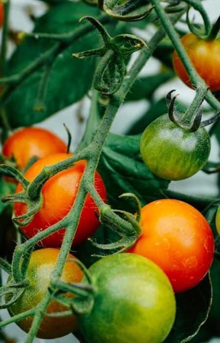 Feature image for Grow delicious tomatoes at home with a little practice. Start with good seeds and soil. Plant them outside when warm. Water and feed them regularly. Give them sunlight and support. Watch them grow into tasty fruits.