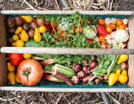 Feature image for Start a Vegetable Garden with Ease Expert Tips for Beginners