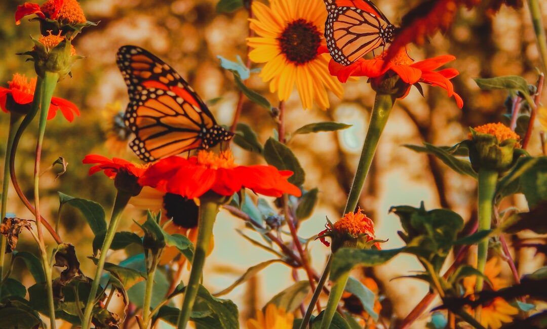 Feature image for Designing a Butterfly Garden to Transform Your Outdoor Space