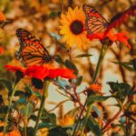 Feature image for Designing a Butterfly Garden to Transform Your Outdoor Space