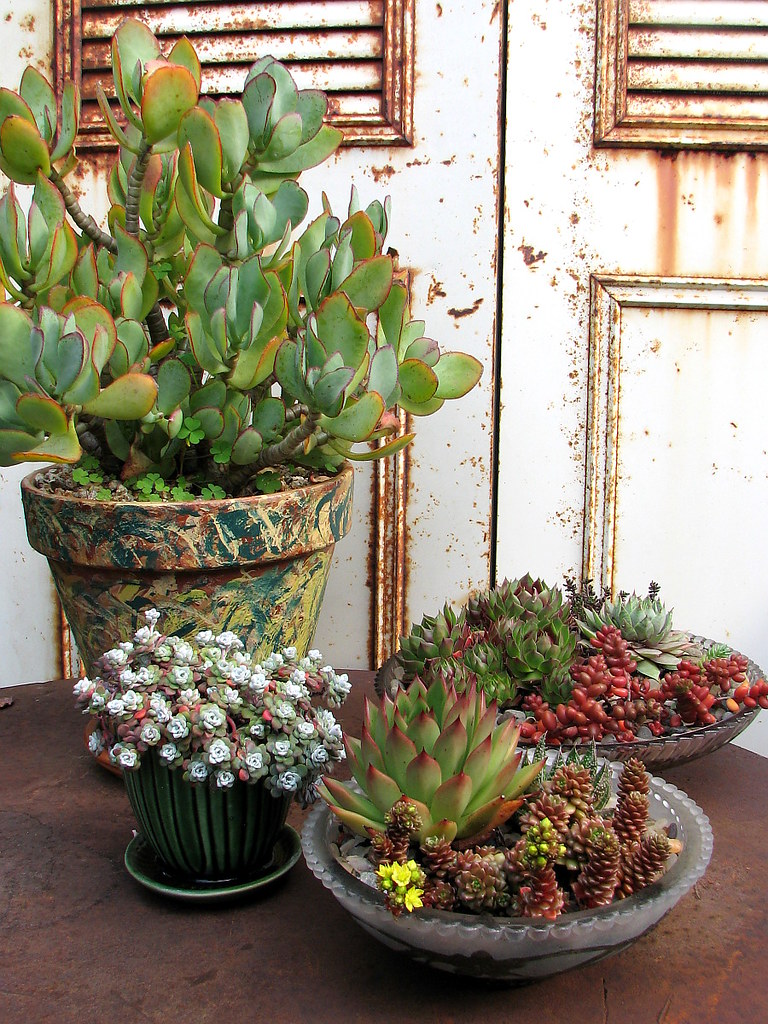 indoor succulents 1