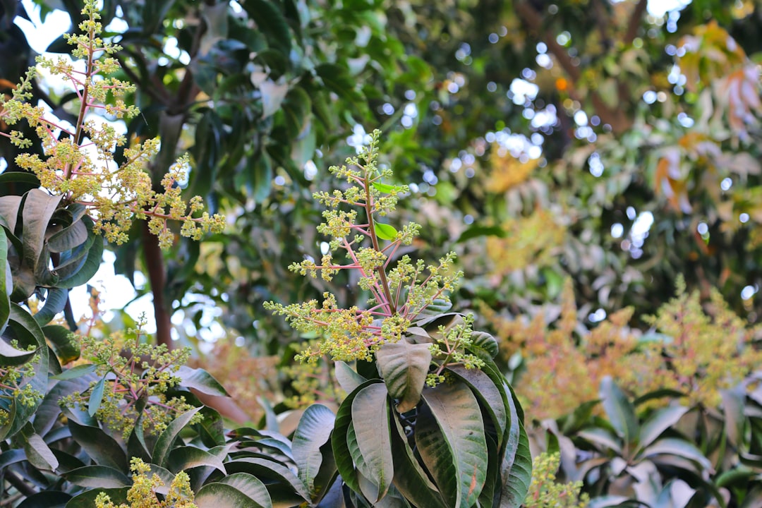 Mangoes hanging from a tree branch.