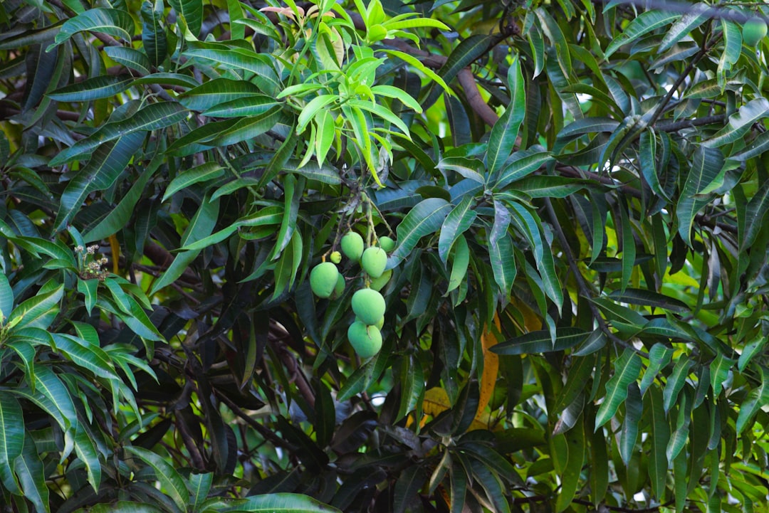 a bunch of fruit hanging from a tree
