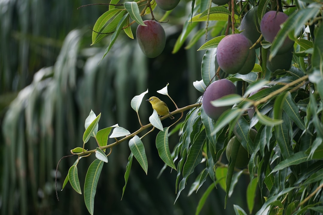 yellow round fruits on tree
