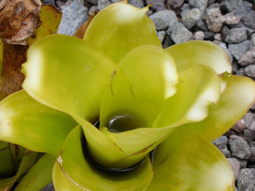 indoor succulents 1