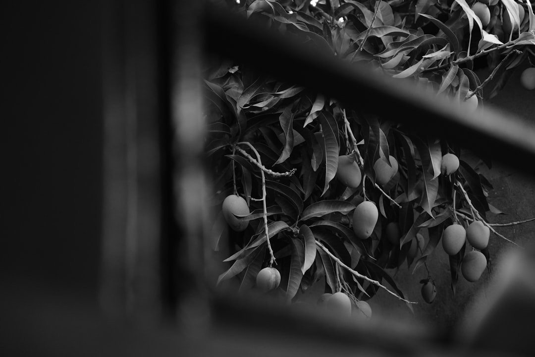 a bunch of fruit hanging from a tree