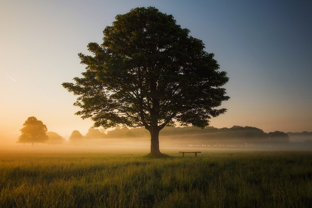 a large tree sitting in the middle of a lush green field