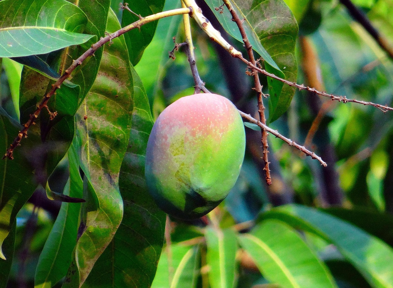 mango, mango tree, ripe, fruit, dharwad, india, mango, mango, mango tree, mango tree, mango tree, mango tree, mango tree