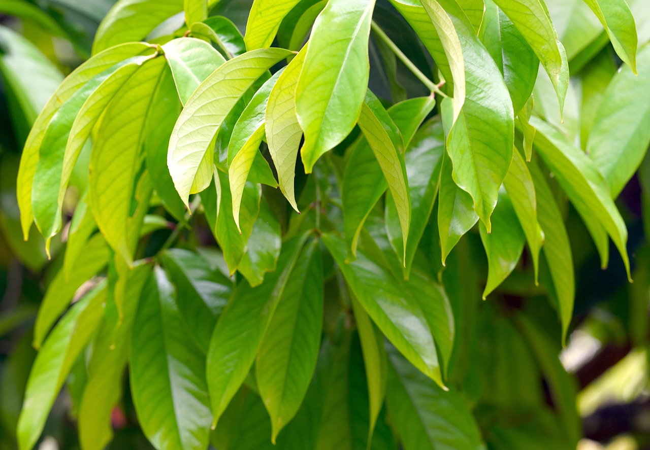mango, mango tree, ripe, fruit, dharwad, india, mango, mango, mango tree, mango tree, mango tree, mango tree, mango tree