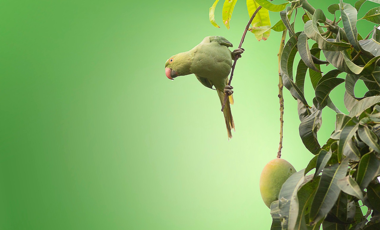 mango, mango tree, fruit, green mango, mango, mango, mango, mango, mango