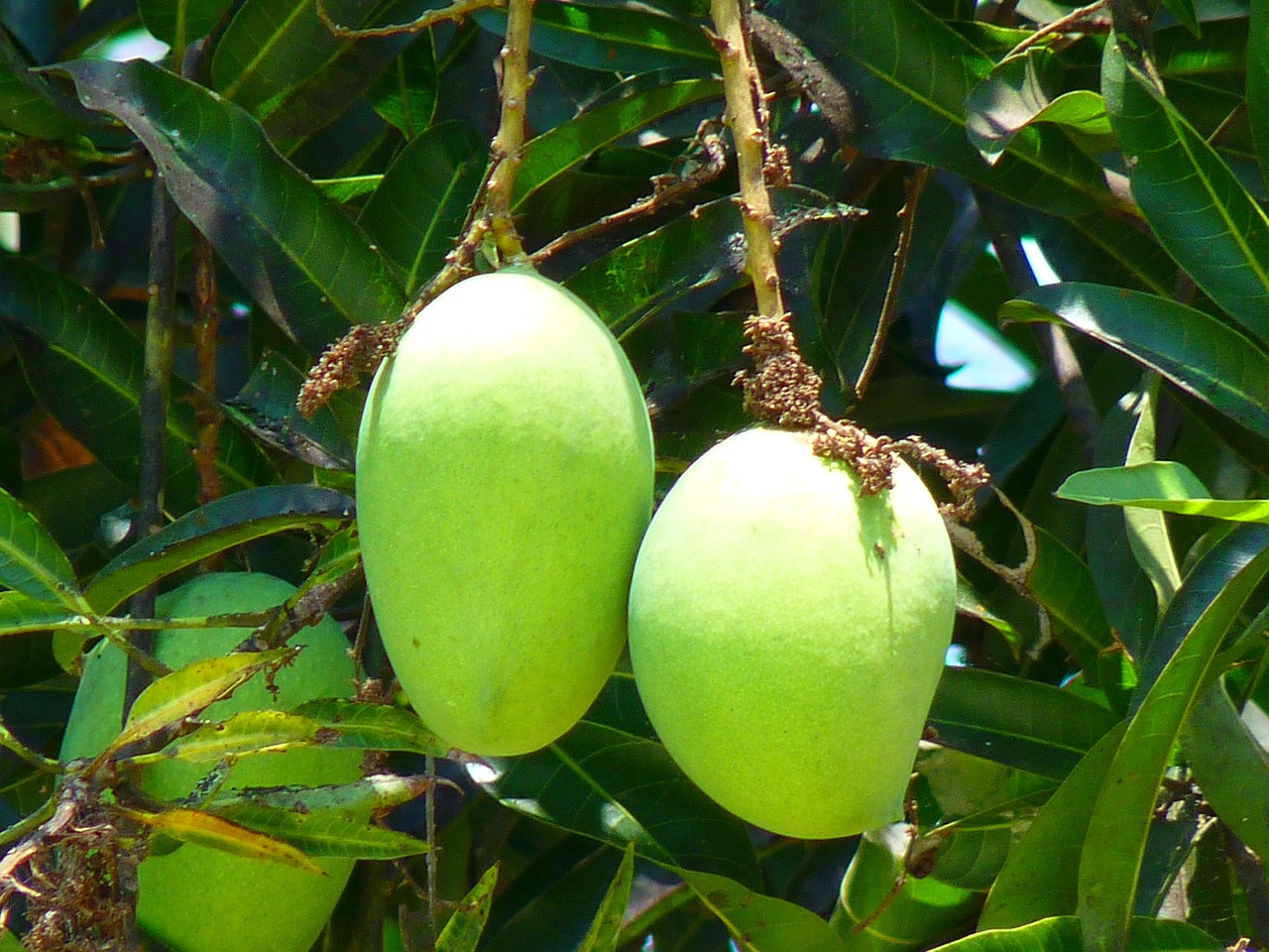bird, leaves, green, foliage, tree, animal, green mango, avian, wildlife, fauna, mango tree, fruit tree, nature, halsbandsittich, tree, tree, tree, tree, green mango, green mango, mango tree, mango tree, mango tree, mango tree, mango tree