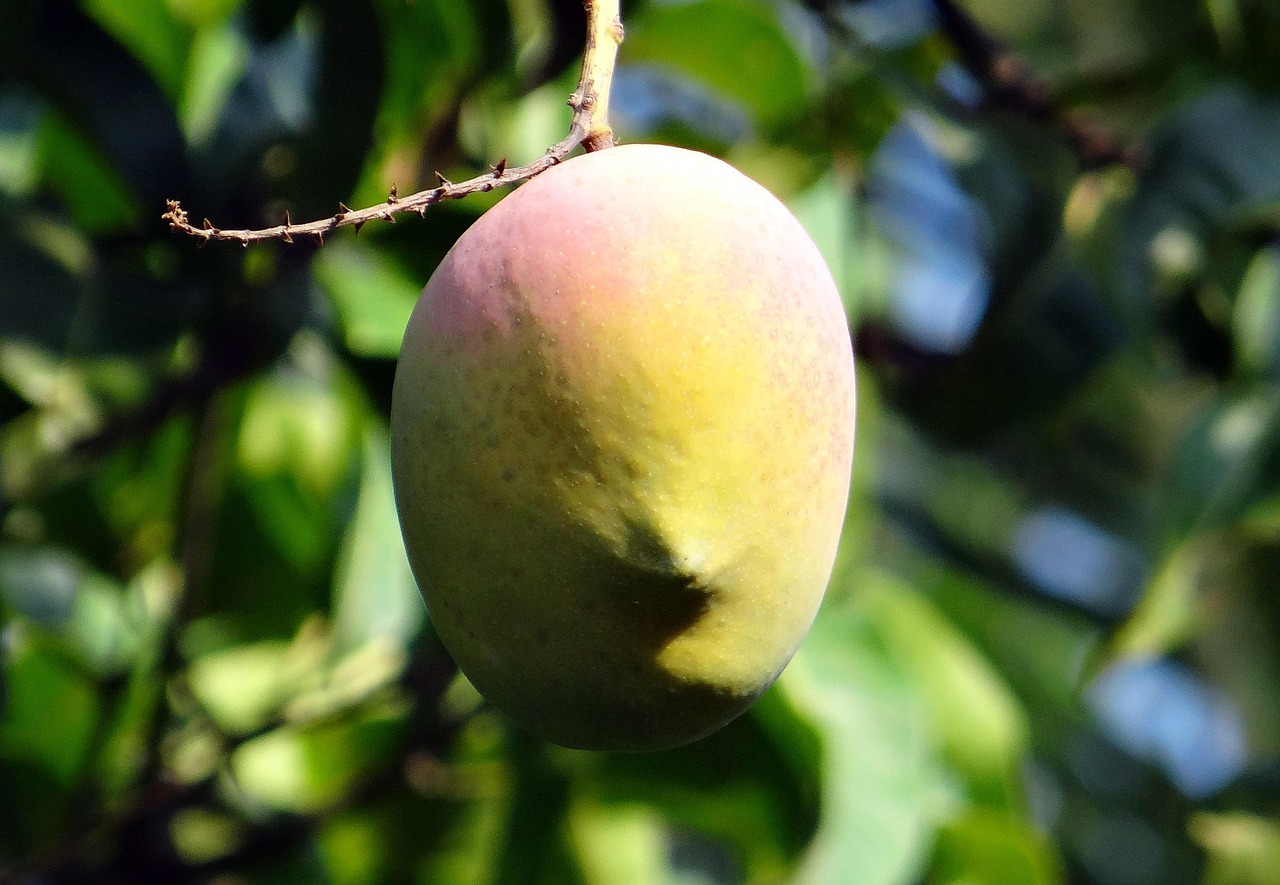 greens, leaves, green leaves, mango tree, mango leaves, tree, leaf, nature, texture, environment, watercolor, plant, green watercolor, mango tree, mango tree, mango tree, mango tree, mango tree, mango leaves, mango leaves