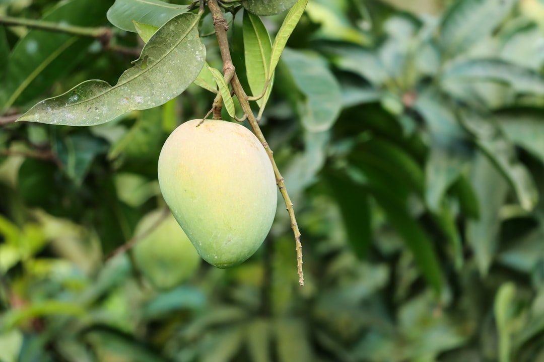 a bunch of fruit hanging from a tree