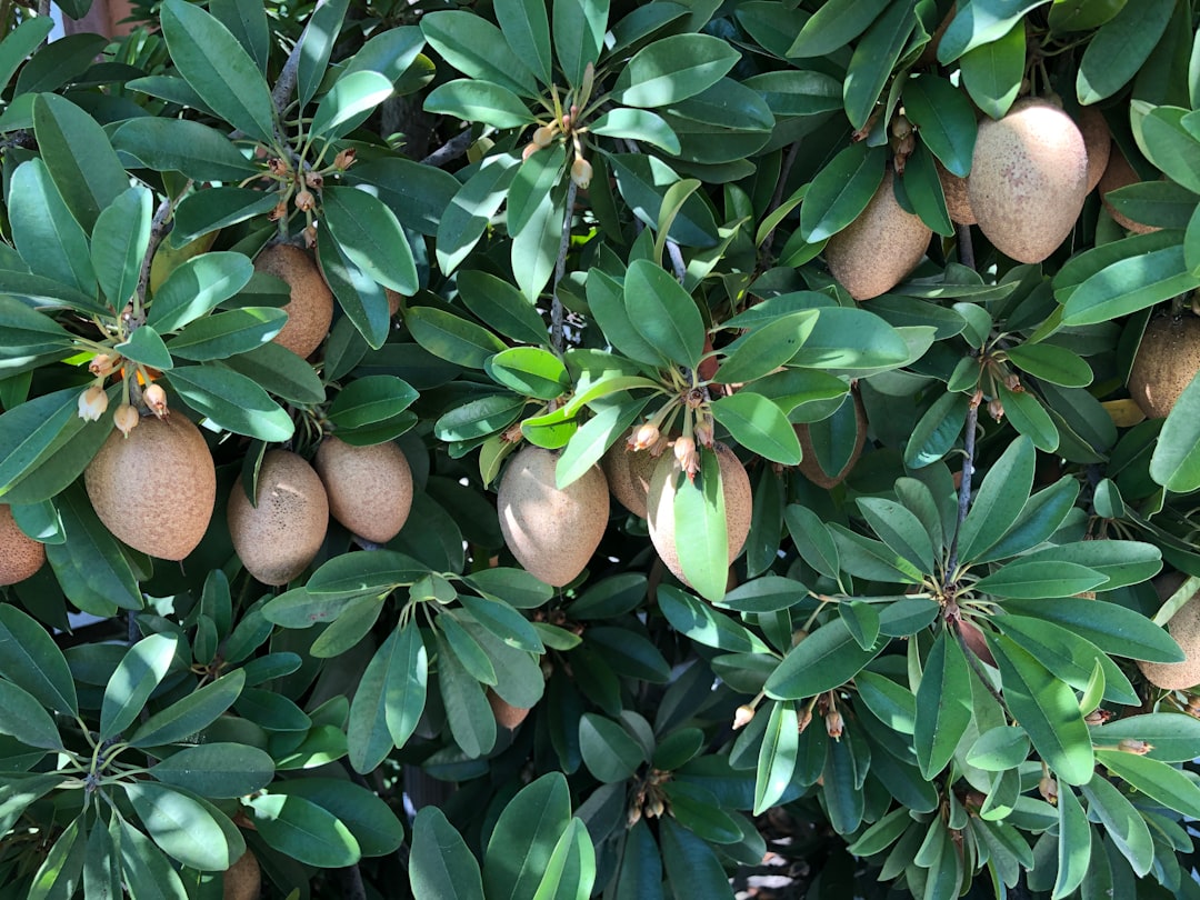 a bunch of fruit hanging from a tree