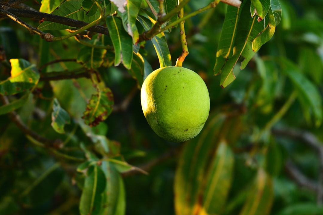 a close up of some fruit