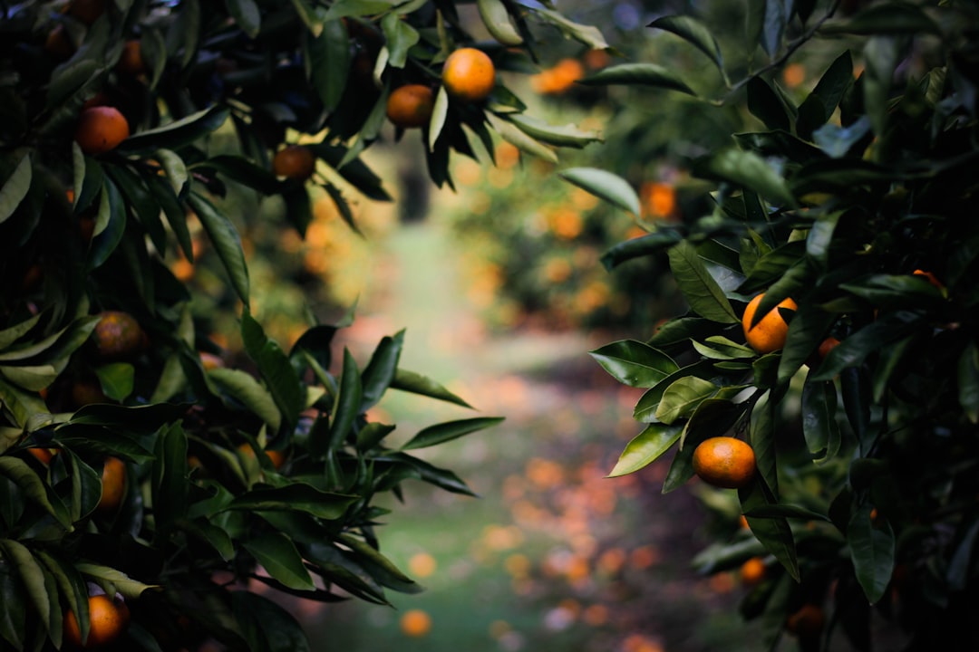 a close up of some fruit