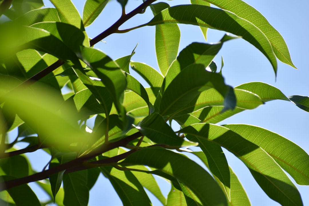 green leaf tree under blue sky