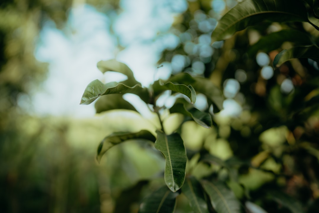 a tree with lots of green leaves and yellow flowers