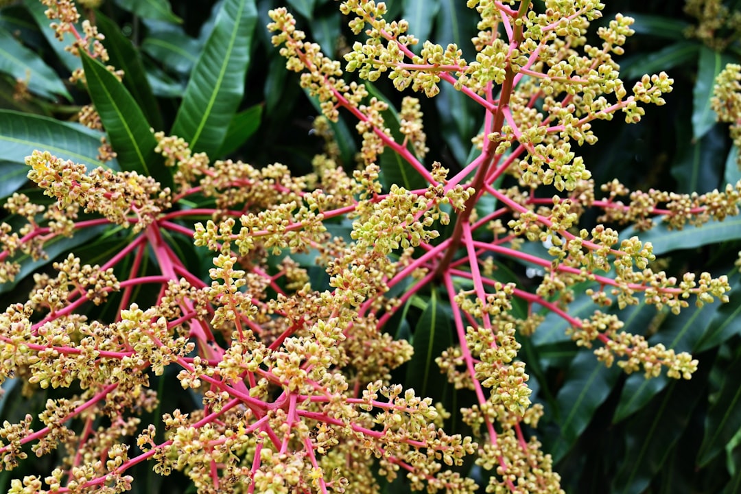 brown round fruits on green leaves