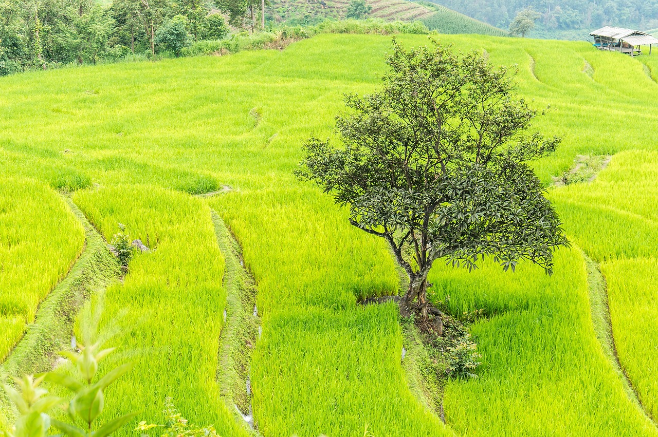 dao, doi luang chiang dao, chiang mai, limestone mountain