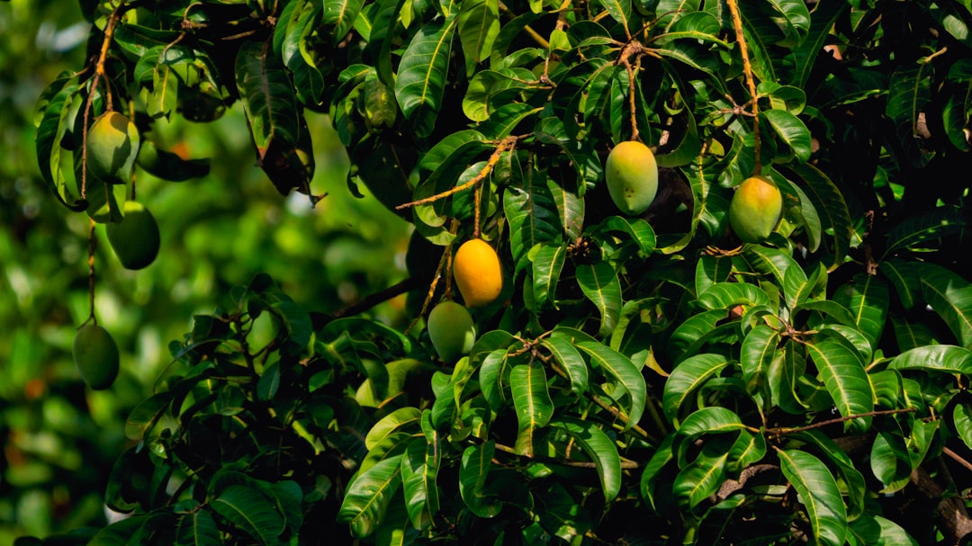 a tree with lots of green leaves and yellow flowers
