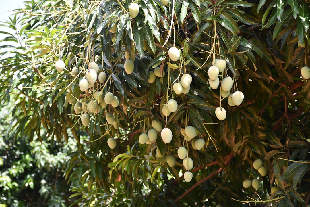 a tree with lots of green leaves and yellow flowers