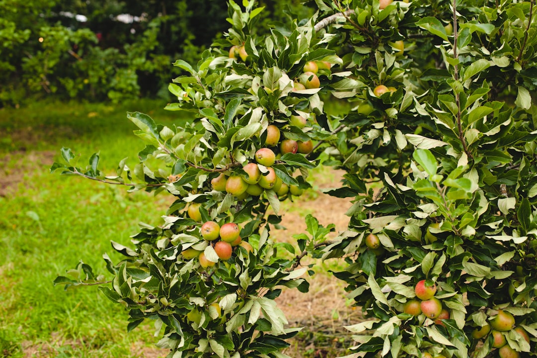 yellow round fruits on tree